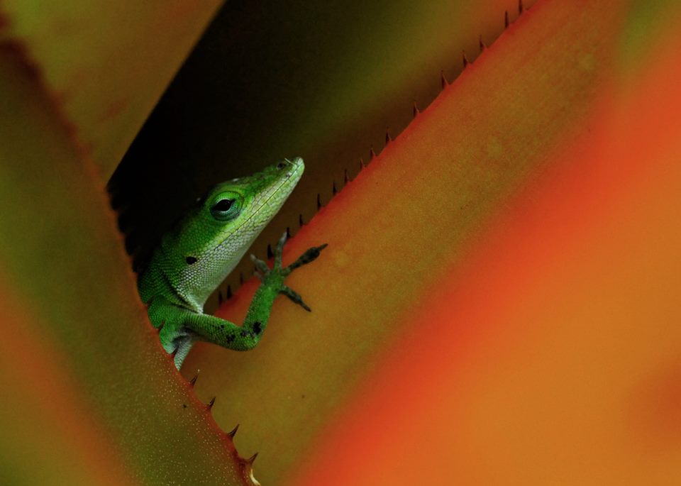 From a Gecko's perspective