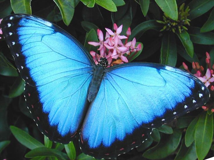 Blue Morphos Butterfly