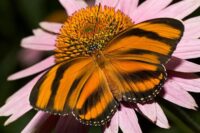 Banded Orange Heliconia Butterfly