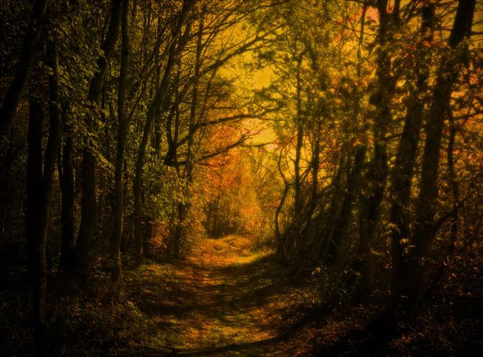 Dusky Golden Woods Path